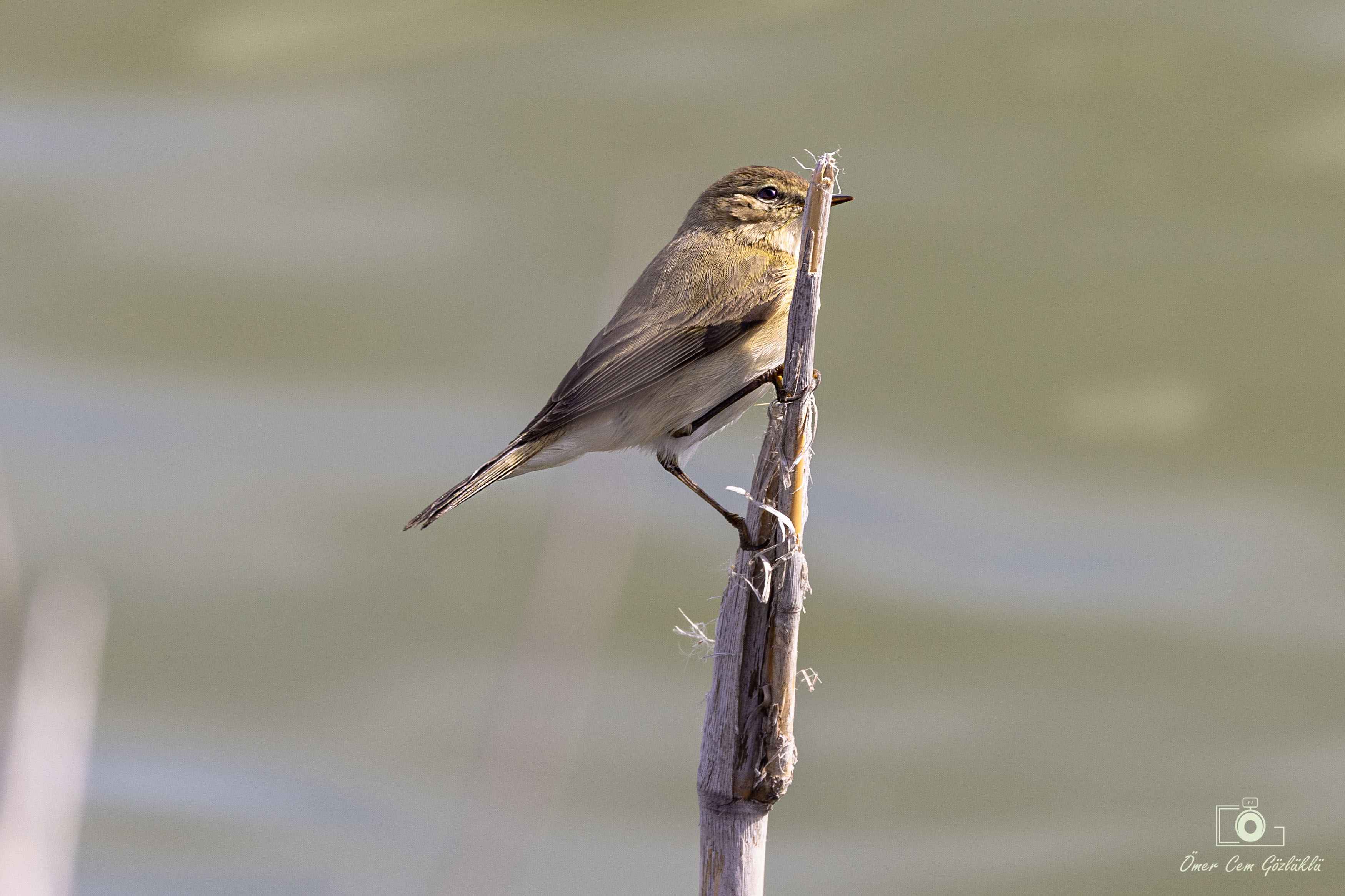 Eastern Bonelli's Warbler